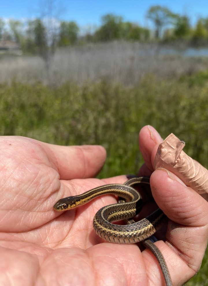 Butler's Garter Snake